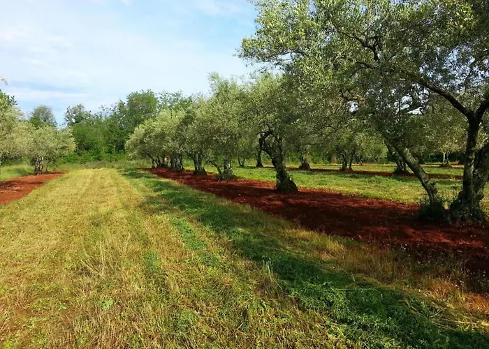 In Croatia Near Adriatic Coast Villa *